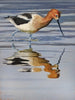 Singleton, Kelly. 73SW, "Reflecting Avocet", 2025