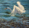 Hillier, Matthew. 31B, "Great Egret Taking Flight"