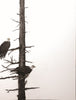 Brown, Ray, SOLD - 8A, "Brothers in Arms (Bald Eagles)"