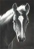 Buchholz, Mary Ross, SOLD - 9SW, "Morning Shine"