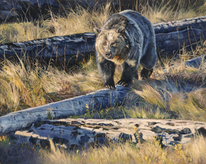 Singleton, Kelly. 73B, "Yellowstone Grizzly", 2023