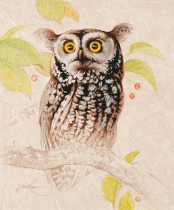 Tucker, Ezra. 76SW, "Screech Owl Portrait"